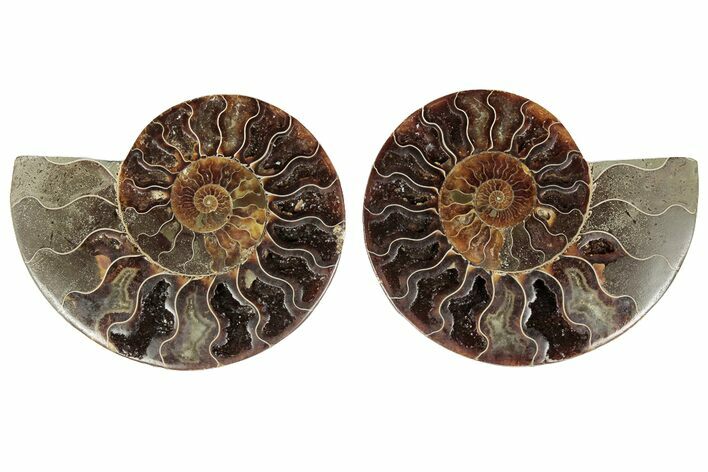 Bargain, Cut & Polished, Agatized Ammonite Fossil - Madagascar #191555
